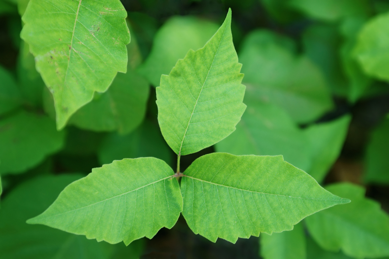 What does poison ivy look like in its life cycle from bud to fruit? – I